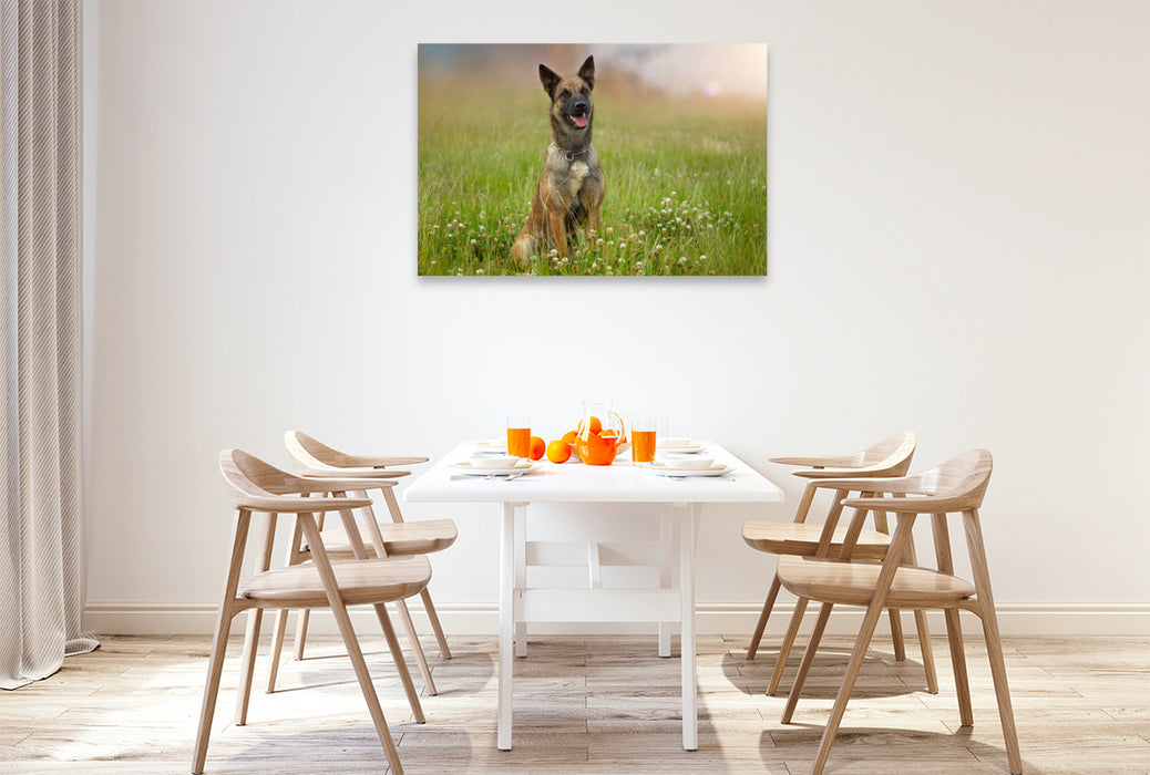 Premium Textil-Leinwand Ein Motiv aus dem Kalender Traumhund Malinois