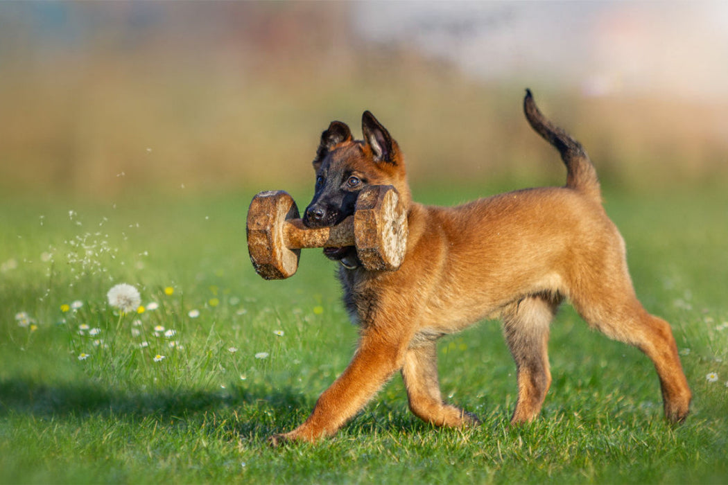 Premium Textil-Leinwand Ein Motiv aus dem Kalender Traumhund Malinois