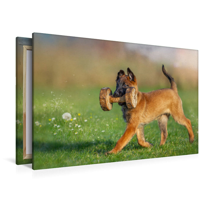 Premium Textil-Leinwand Ein Motiv aus dem Kalender Traumhund Malinois