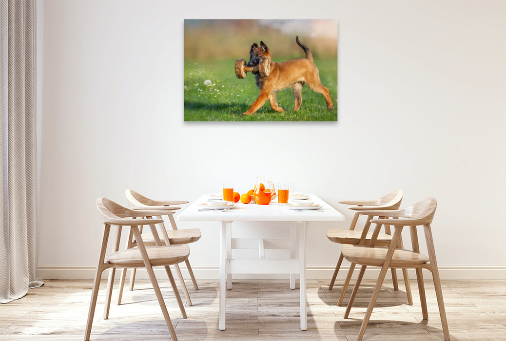 Premium Textil-Leinwand Ein Motiv aus dem Kalender Traumhund Malinois