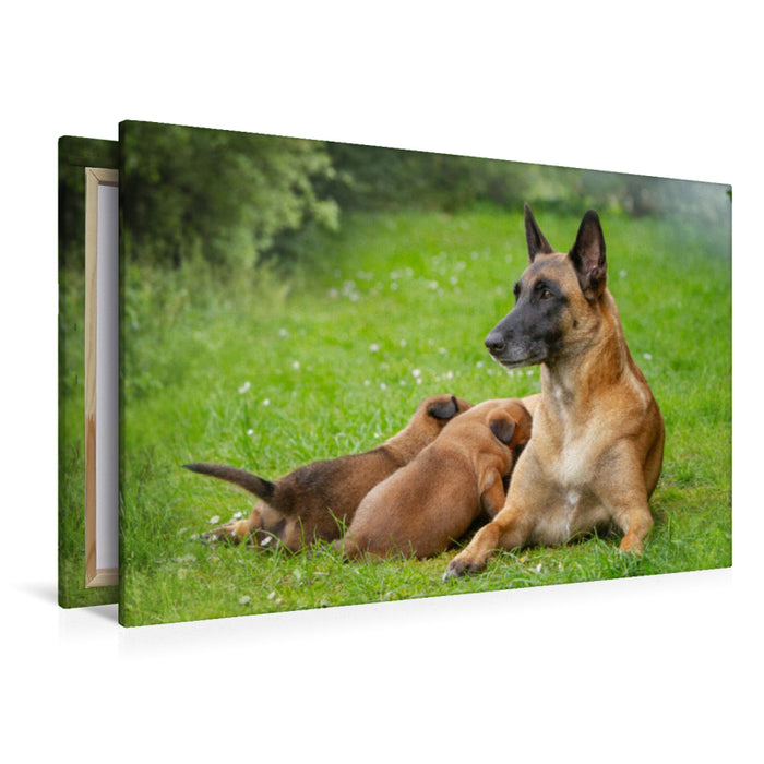 Premium Textil-Leinwand Ein Motiv aus dem Kalender Traumhund Malinois