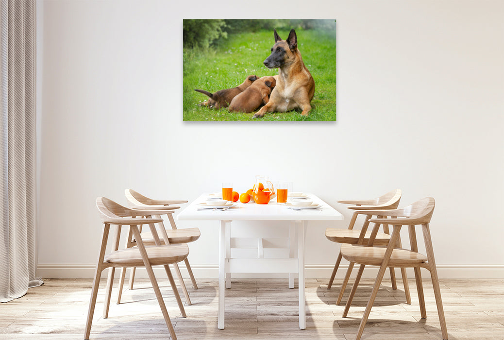 Premium Textil-Leinwand Ein Motiv aus dem Kalender Traumhund Malinois
