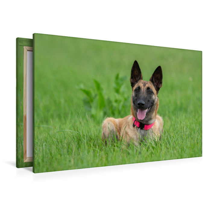 Premium Textil-Leinwand Ein Motiv aus dem Kalender Traumhund Malinois