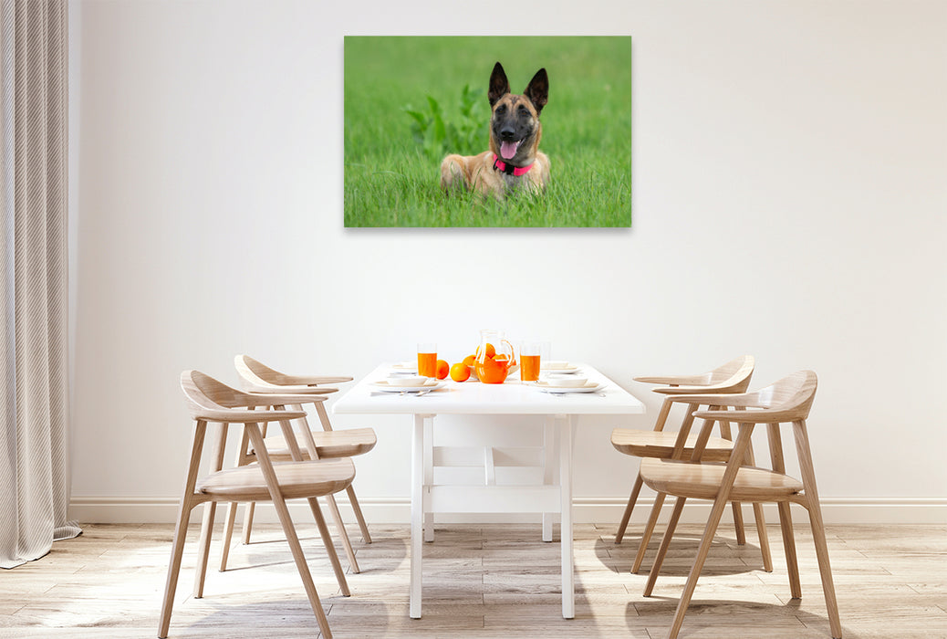 Premium Textil-Leinwand Ein Motiv aus dem Kalender Traumhund Malinois