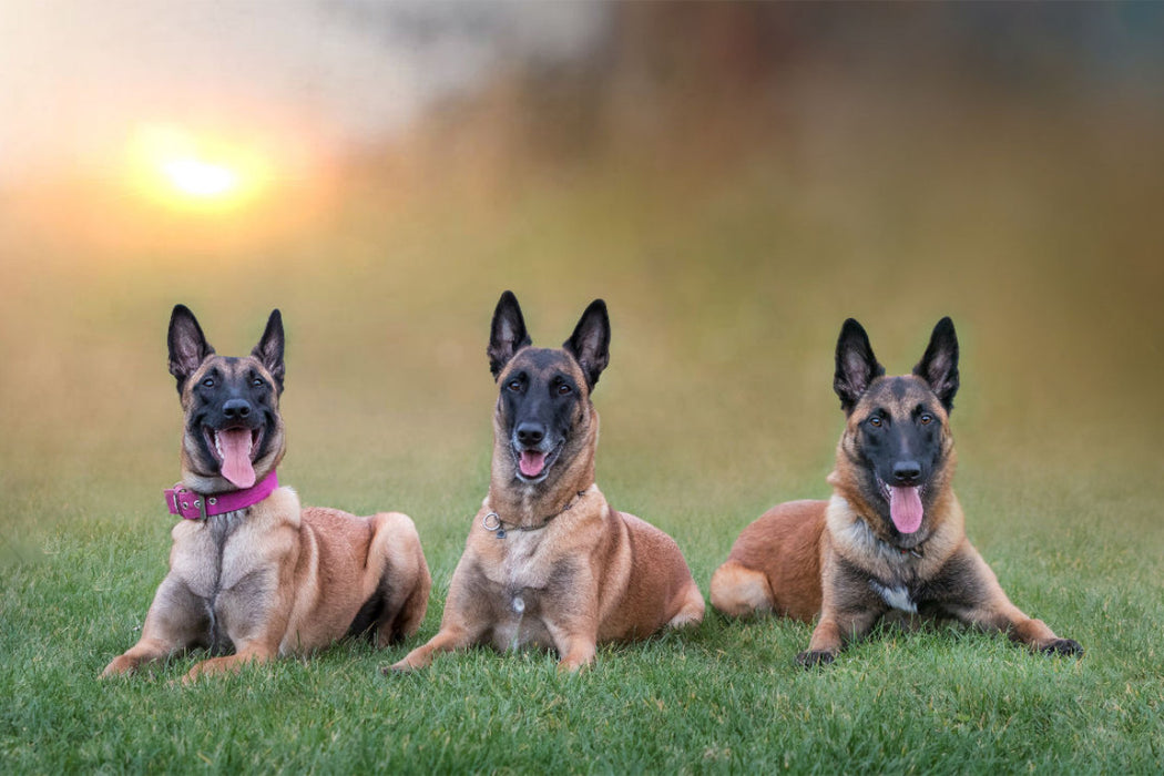 Premium Textil-Leinwand Ein Motiv aus dem Kalender Traumhund Malinois