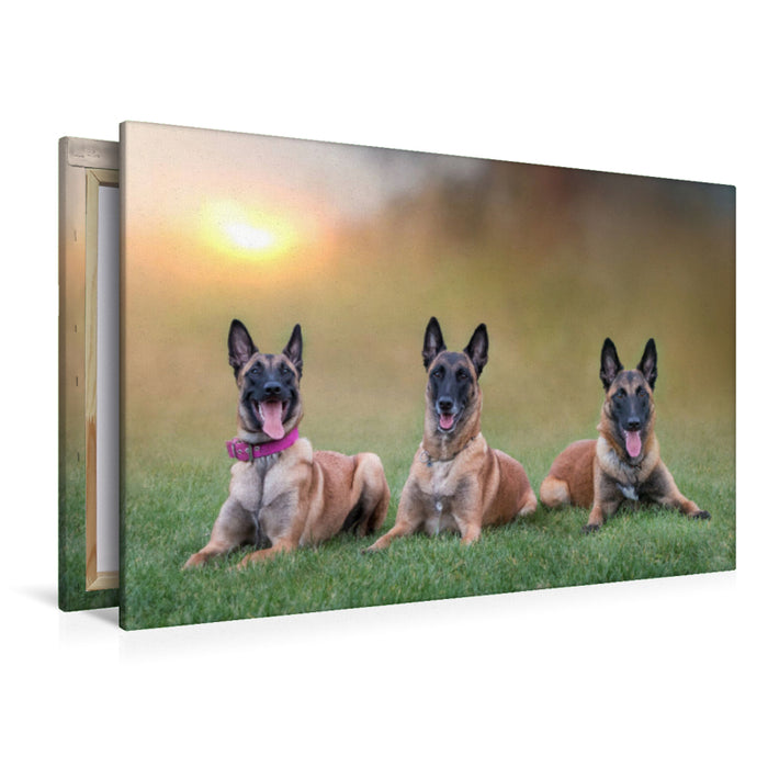 Premium Textil-Leinwand Ein Motiv aus dem Kalender Traumhund Malinois