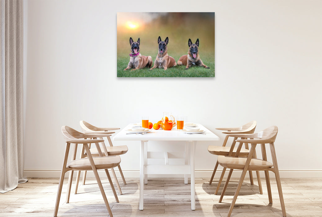 Premium Textil-Leinwand Ein Motiv aus dem Kalender Traumhund Malinois
