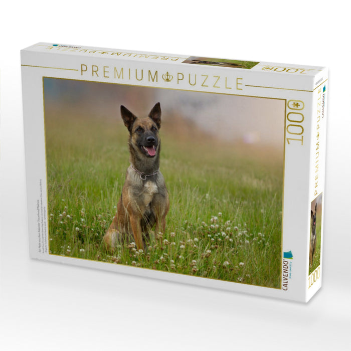 Ein Motiv aus dem Kalender Traumhund Malinois - CALVENDO Foto-Puzzle'