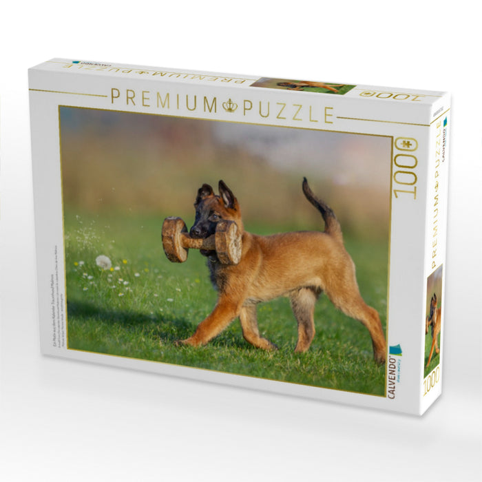 Ein Motiv aus dem Kalender Traumhund Malinois - CALVENDO Foto-Puzzle'