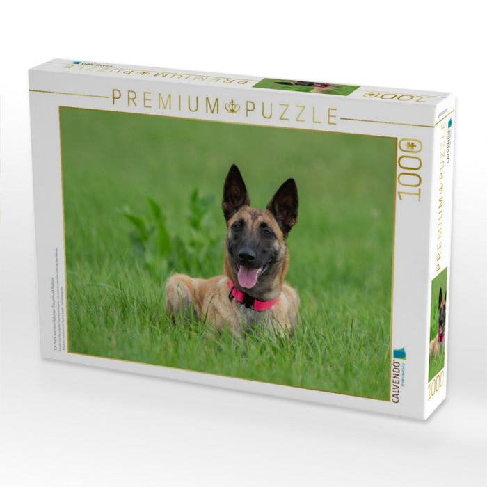 Ein Motiv aus dem Kalender Traumhund Malinois - CALVENDO Foto-Puzzle'