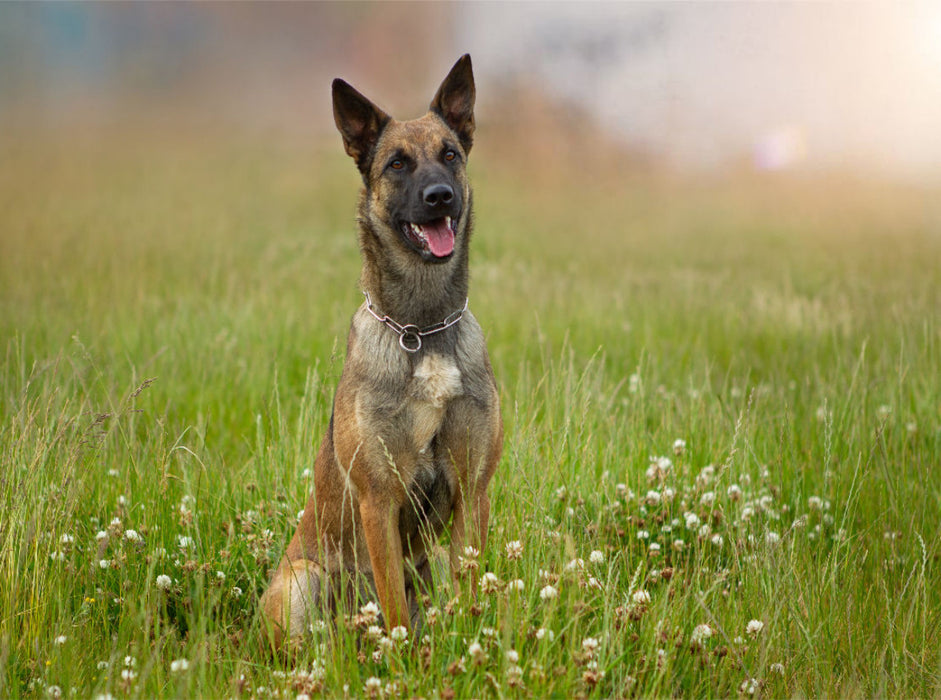 Ein Motiv aus dem Kalender Traumhund Malinois - CALVENDO Foto-Puzzle'