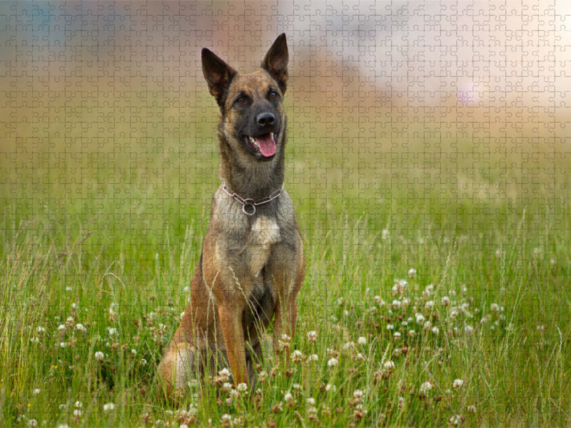 Ein Motiv aus dem Kalender Traumhund Malinois - CALVENDO Foto-Puzzle'