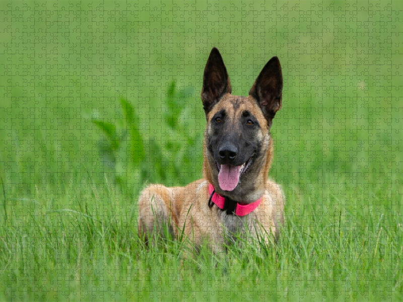 Ein Motiv aus dem Kalender Traumhund Malinois - CALVENDO Foto-Puzzle'