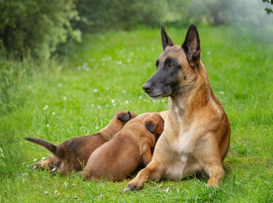 Ein Motiv aus dem Kalender Traumhund Malinois - CALVENDO Foto-Puzzle'