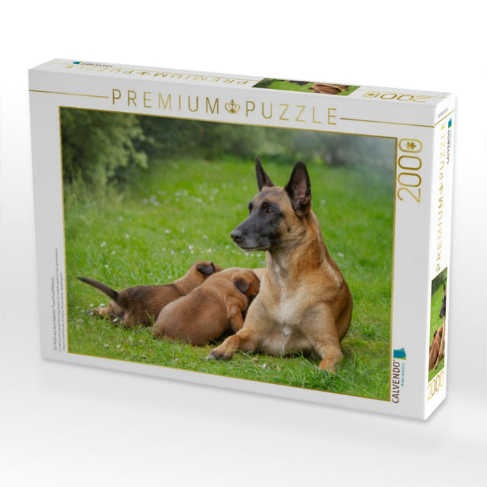 Ein Motiv aus dem Kalender Traumhund Malinois - CALVENDO Foto-Puzzle'