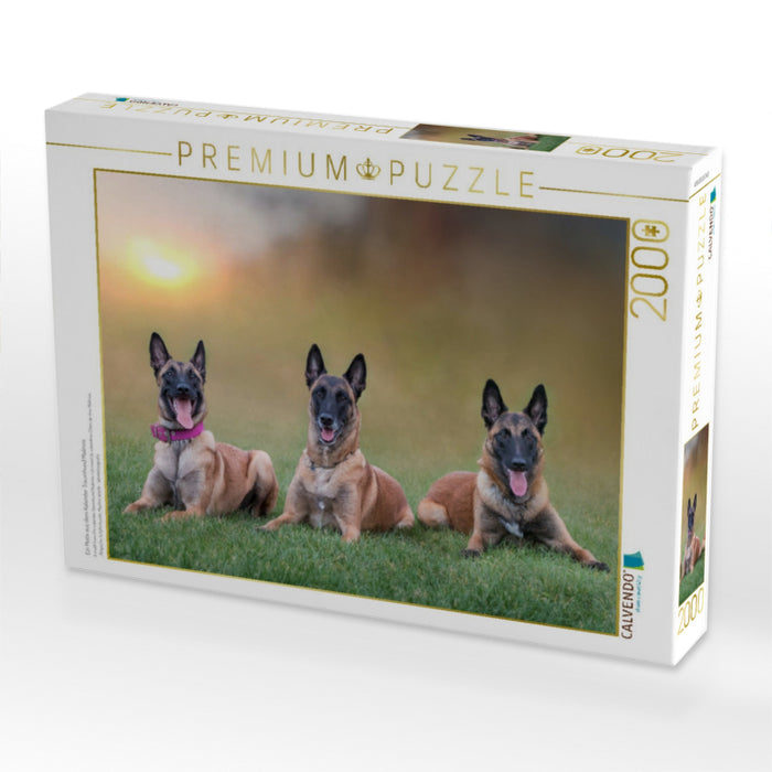 Ein Motiv aus dem Kalender Traumhund Malinois - CALVENDO Foto-Puzzle'