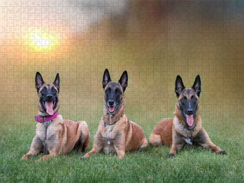 Ein Motiv aus dem Kalender Traumhund Malinois - CALVENDO Foto-Puzzle'