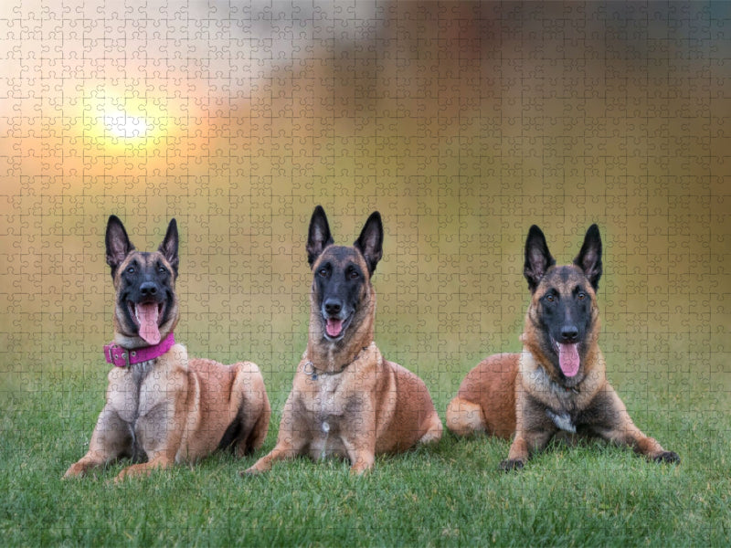 Ein Motiv aus dem Kalender Traumhund Malinois - CALVENDO Foto-Puzzle'