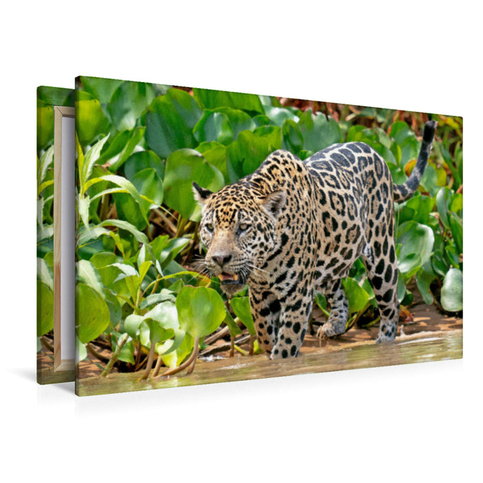 Premium Textil-Leinwand Jaguar auf der Pirsch