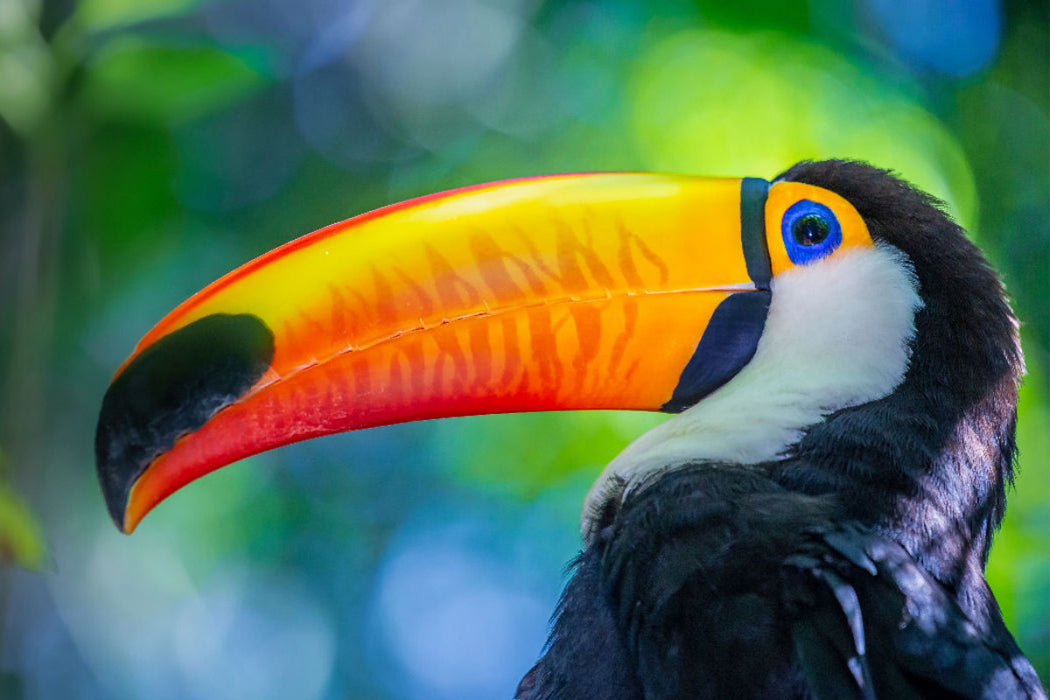 Premium Textil-Leinwand Farbenfroher Riesentukan