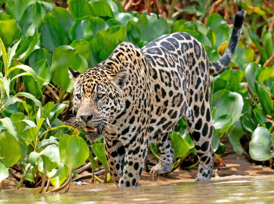 Jaguar auf der Pirsch - CALVENDO Foto-Puzzle'