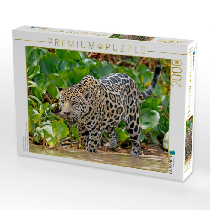 Jaguar auf der Pirsch - CALVENDO Foto-Puzzle'