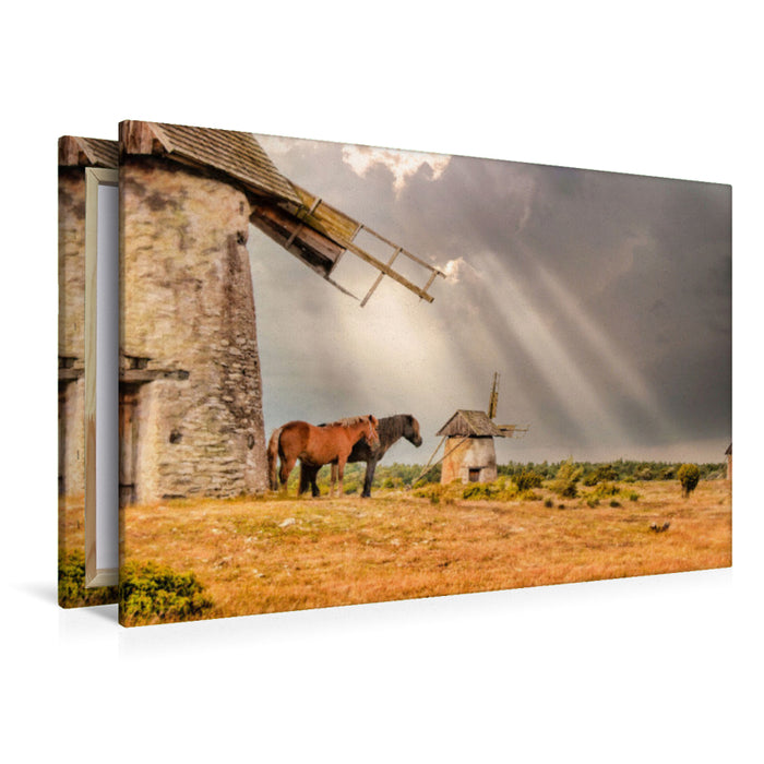 Premium Textil-Leinwand Pferde vor alter Windmühle in Gotland Schweden