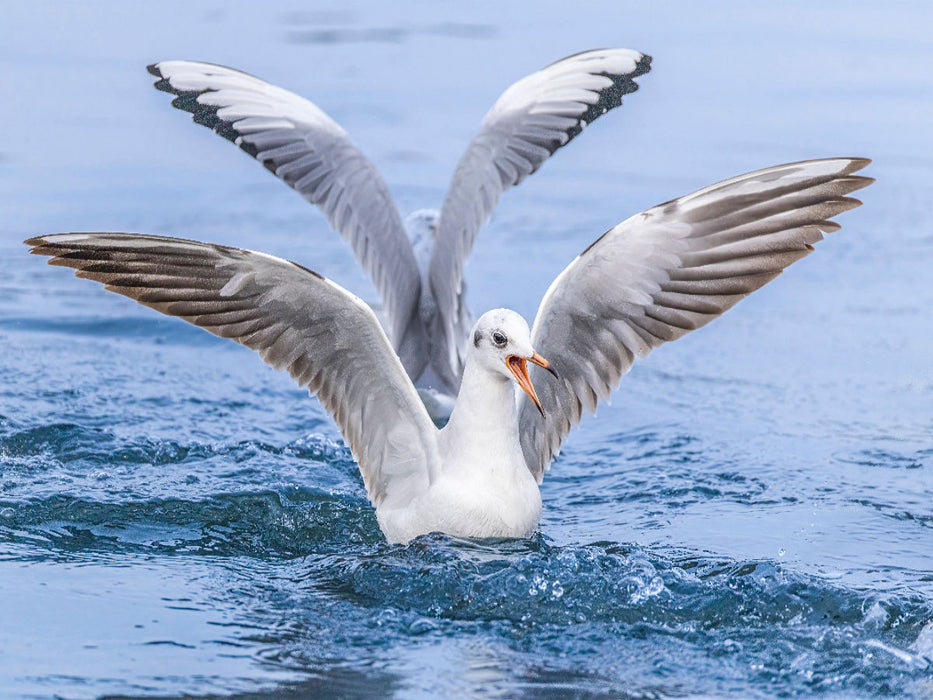 Perfekte Landung – Eleganz auf dem Wasser! - CALVENDO Foto-Puzzle'