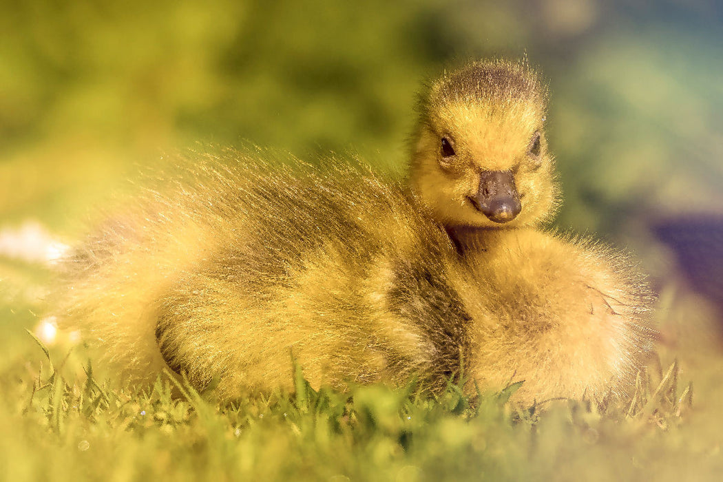 Premium Textil-Leinwand Mit seinem flauschigen Look und dem süßen Blick bringt dieses Entlein jeden zum Lächeln.
