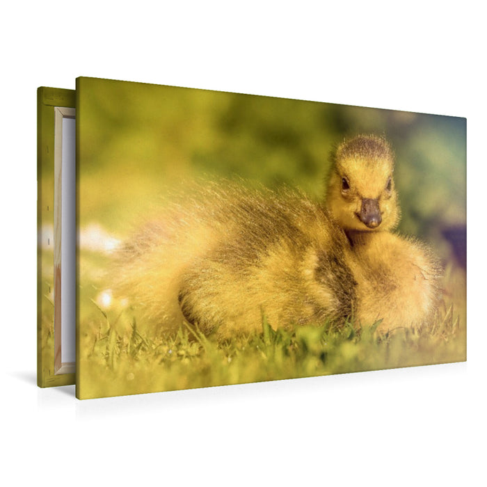 Premium Textil-Leinwand Mit seinem flauschigen Look und dem süßen Blick bringt dieses Entlein jeden zum Lächeln.