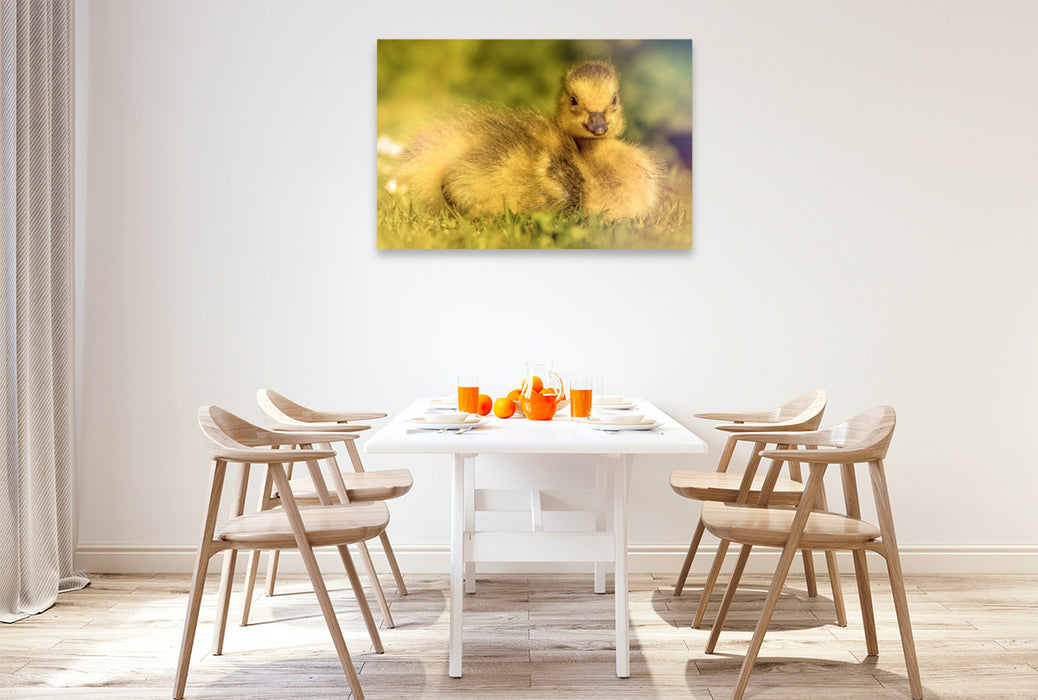 Premium Textil-Leinwand Mit seinem flauschigen Look und dem süßen Blick bringt dieses Entlein jeden zum Lächeln.