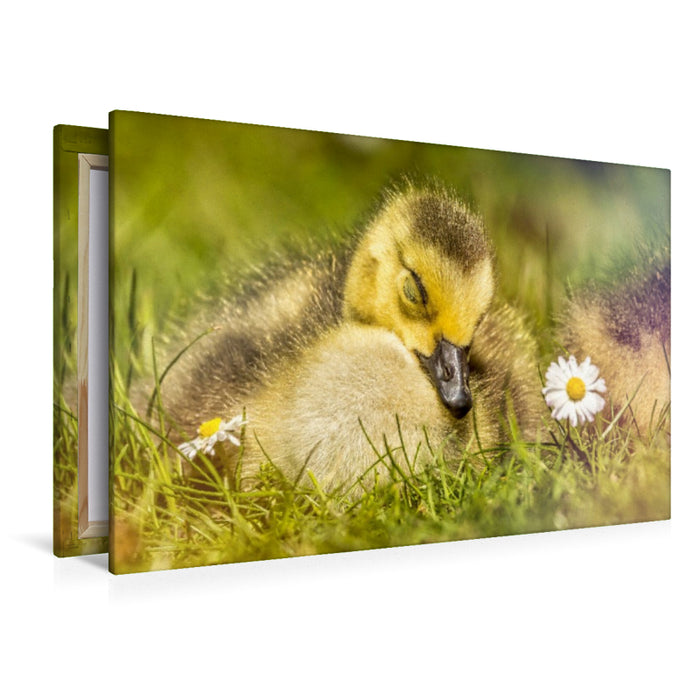 Premium Textil-Leinwand Dieses Bild strahlt Ruhe und Frieden aus. Das schlafende Entlein in seinem natürlichen Umfeld ist ein wahrer Blickfang.