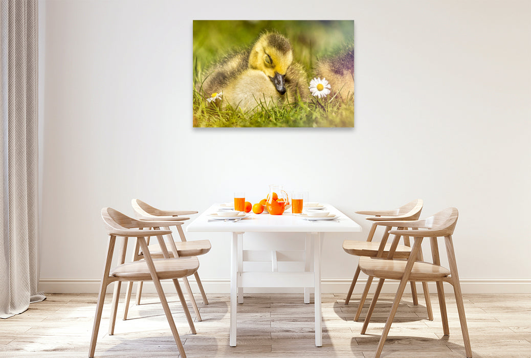 Premium Textil-Leinwand Dieses Bild strahlt Ruhe und Frieden aus. Das schlafende Entlein in seinem natürlichen Umfeld ist ein wahrer Blickfang.