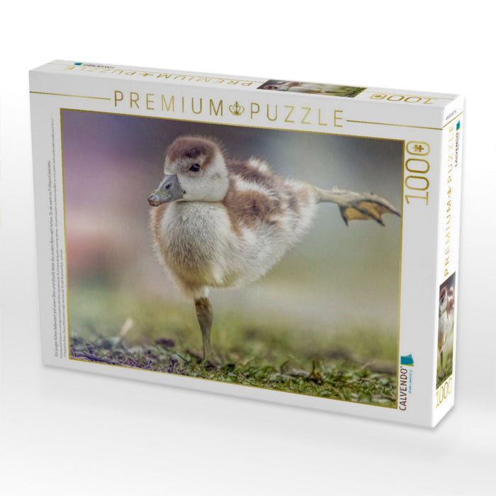 Ein junges Küken balanciert auf einem Bein und streckt dabei das andere Bein nach hinten. So als wenn es Frühsport betriebe. - CALVENDO Foto-Puzzle'