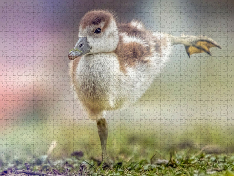 Ein junges Küken balanciert auf einem Bein und streckt dabei das andere Bein nach hinten. So als wenn es Frühsport betriebe. - CALVENDO Foto-Puzzle'