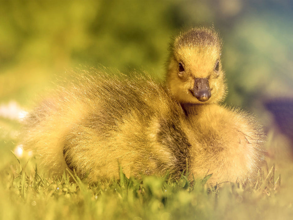 Mit seinem flauschigen Look und dem süßen Blick bringt dieses Entlein jeden zum Lächeln. - CALVENDO Foto-Puzzle'