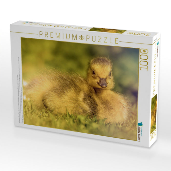 Mit seinem flauschigen Look und dem süßen Blick bringt dieses Entlein jeden zum Lächeln. - CALVENDO Foto-Puzzle'
