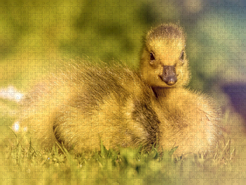 Mit seinem flauschigen Look und dem süßen Blick bringt dieses Entlein jeden zum Lächeln. - CALVENDO Foto-Puzzle'