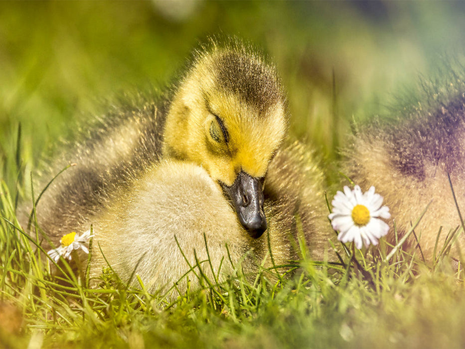 Dieses Bild strahlt Ruhe und Frieden aus. Das schlafende Entlein in seinem natürlichen Umfeld ist ein wahrer Blickfang. - CALVENDO Foto-Puzzle'