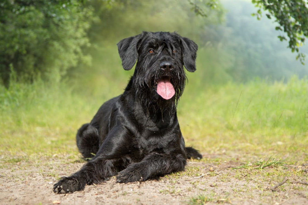 Premium Textil-Leinwand Ein Motiv aus dem Kalender Riesenschnauzer - Treue Partner