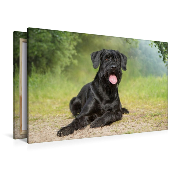 Premium Textil-Leinwand Ein Motiv aus dem Kalender Riesenschnauzer - Treue Partner