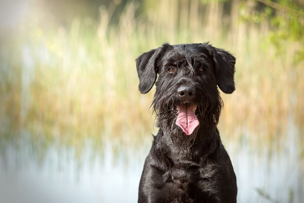 Premium Textil-Leinwand Ein Motiv aus dem Kalender Riesenschnauzer - Treue Partner