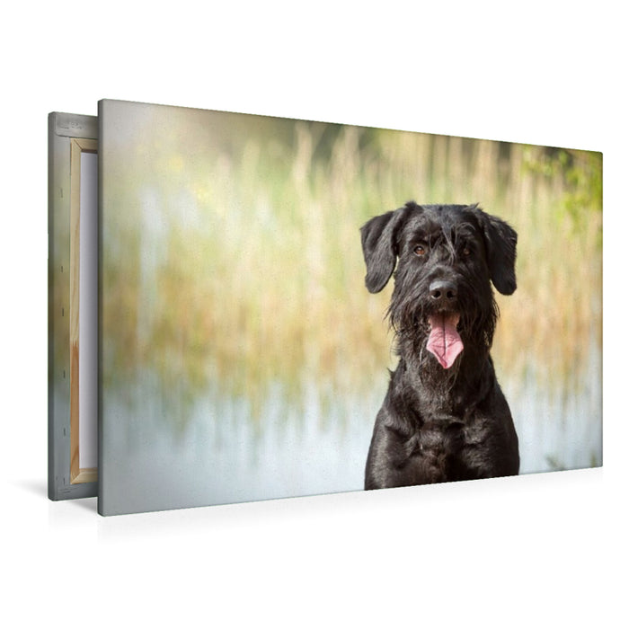 Premium Textil-Leinwand Ein Motiv aus dem Kalender Riesenschnauzer - Treue Partner