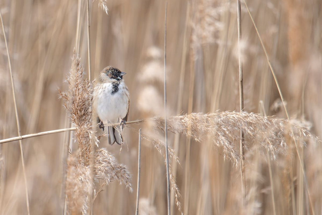 Premium Textil-Leinwand Rohrammer im Schilf