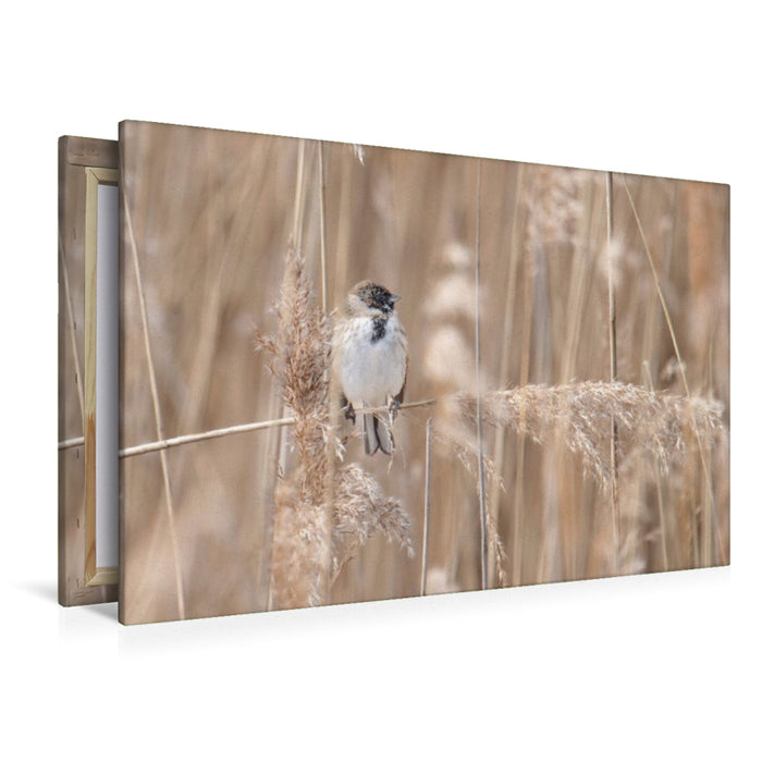 Premium Textil-Leinwand Rohrammer im Schilf