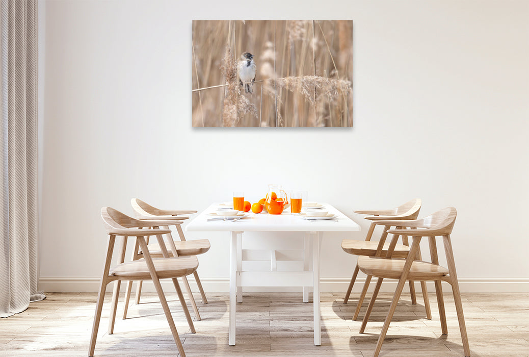 Premium Textil-Leinwand Rohrammer im Schilf