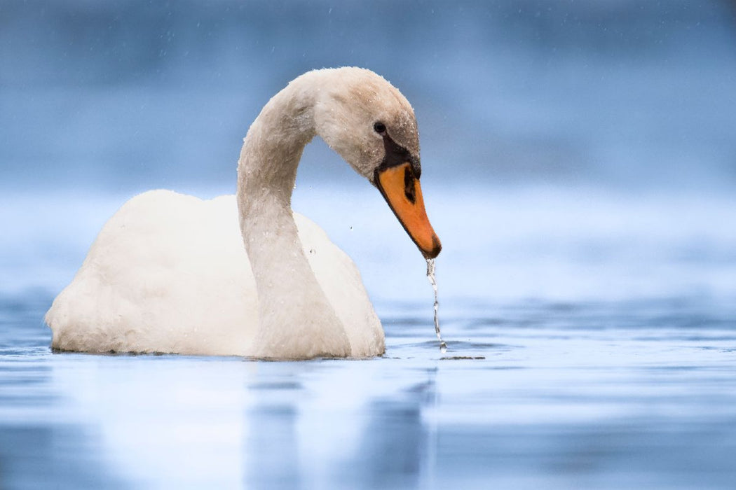 Premium Textil-Leinwand Trinkender Schwan