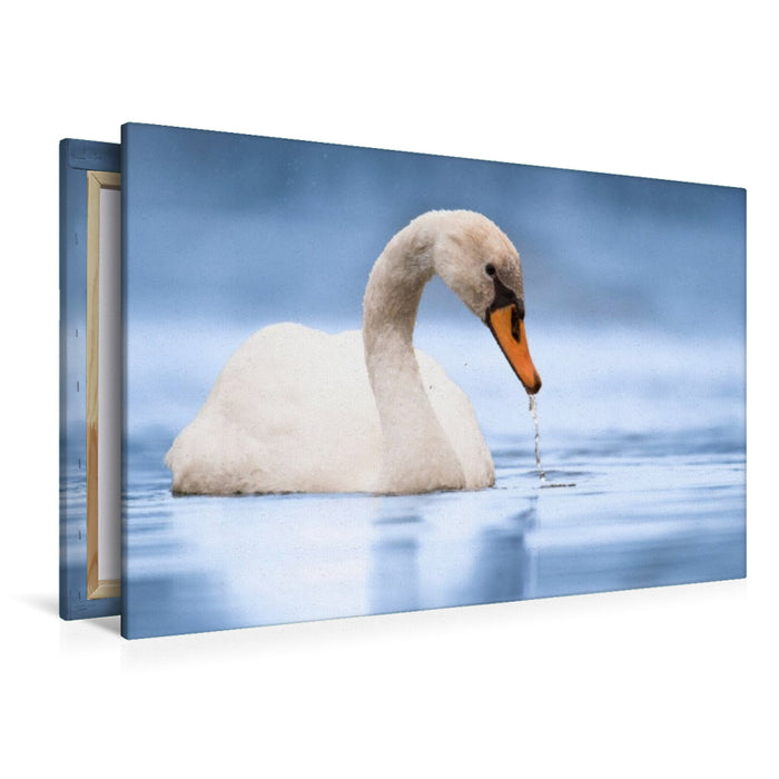 Premium Textil-Leinwand Trinkender Schwan