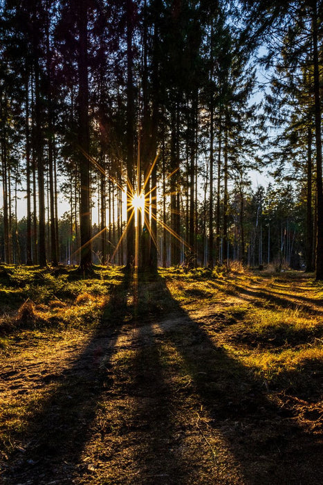 Premium Textil-Leinwand Kreistannen