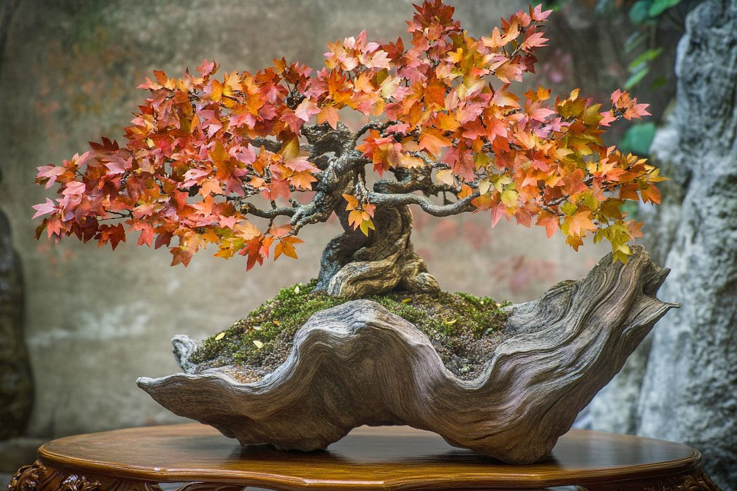 Premium Textil-Leinwand Bonsai – Die Seele der Natur